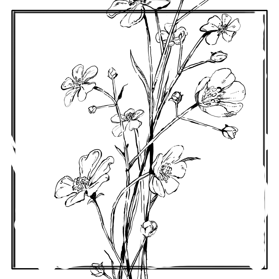 Disegno di Botanica e Funghi