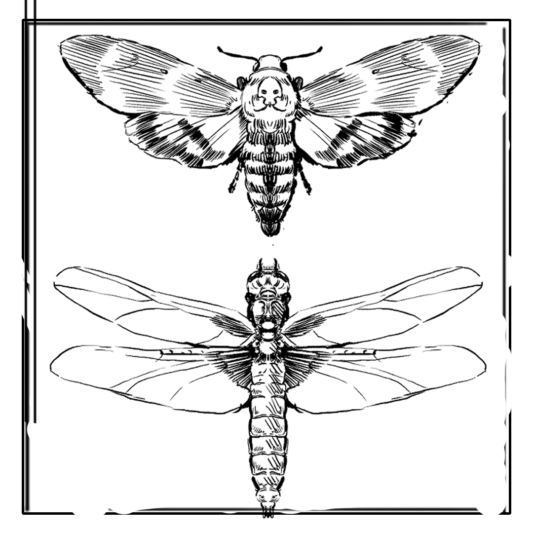 Disegno di Insetti